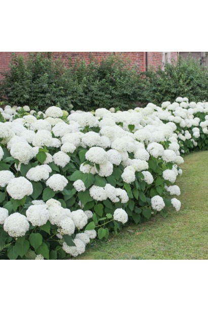 Гортензія широколиста Вуду в ландшафті